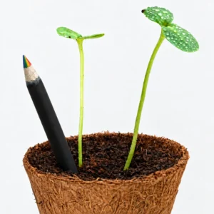 Carnival 4in1 seed pencil (flap) - Image 2