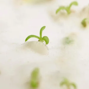 Seed Paper (B6,1s-print) - Image 5