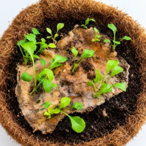 Seed Paper (B6,1s-print) - Image 4