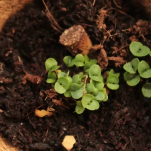 Grow Mini Square (GIY Kit) - Image 3