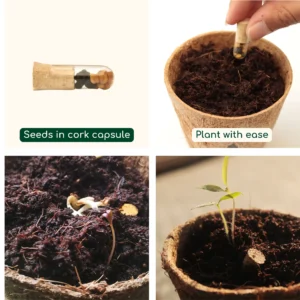 Seed Capsule In Flap - Image 2